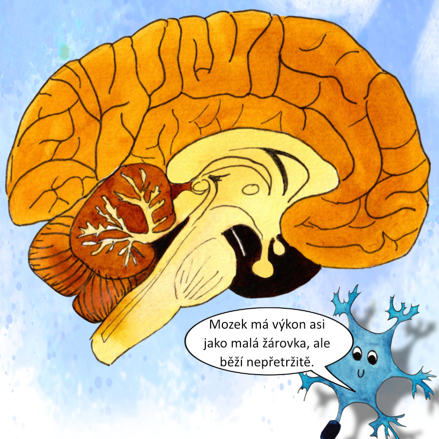 Mozek má výkon jako malá žárovka, ale běží nepřetržitě